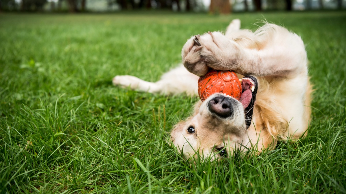 Is Pet Insurance Worth It article from Sonon Insurance