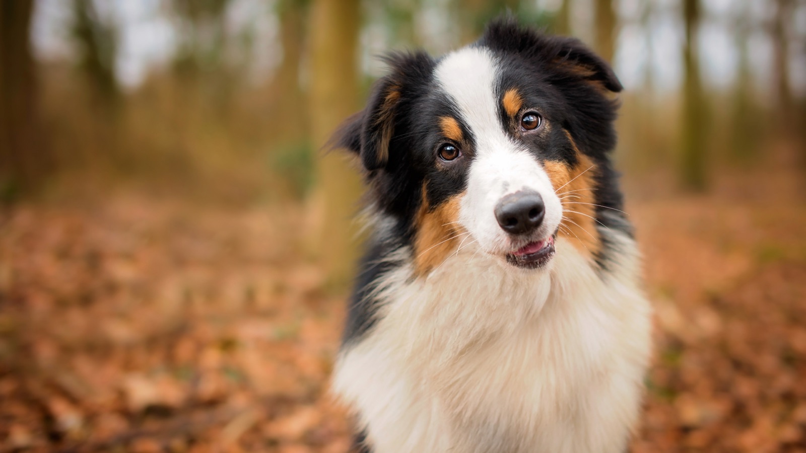 Australian shepherd outdoors