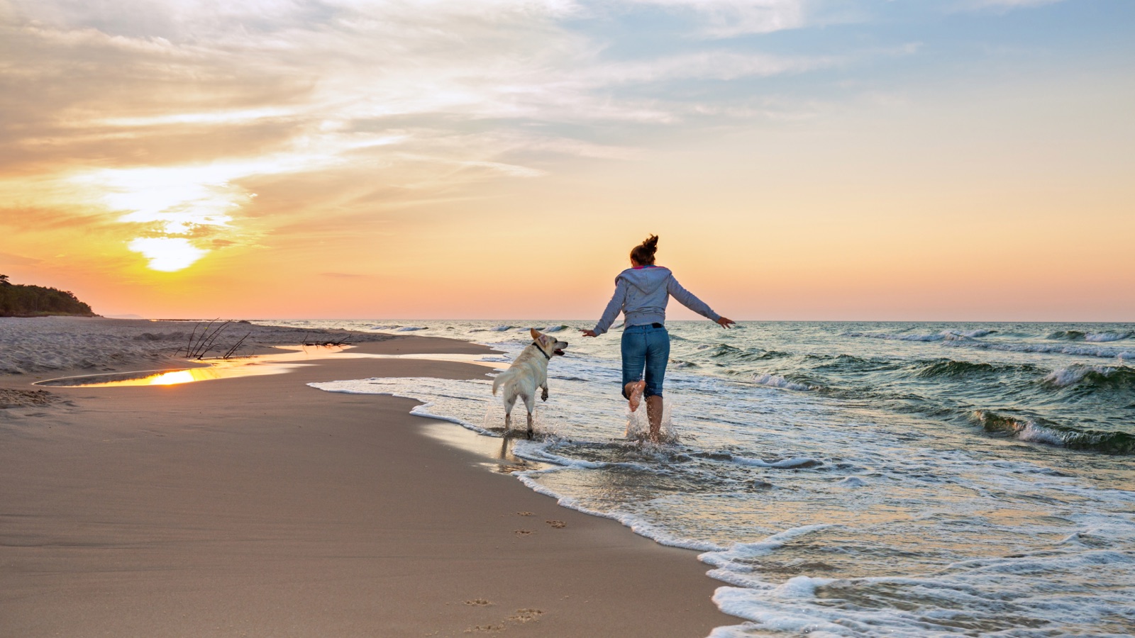 Person and dog playing together at the beach