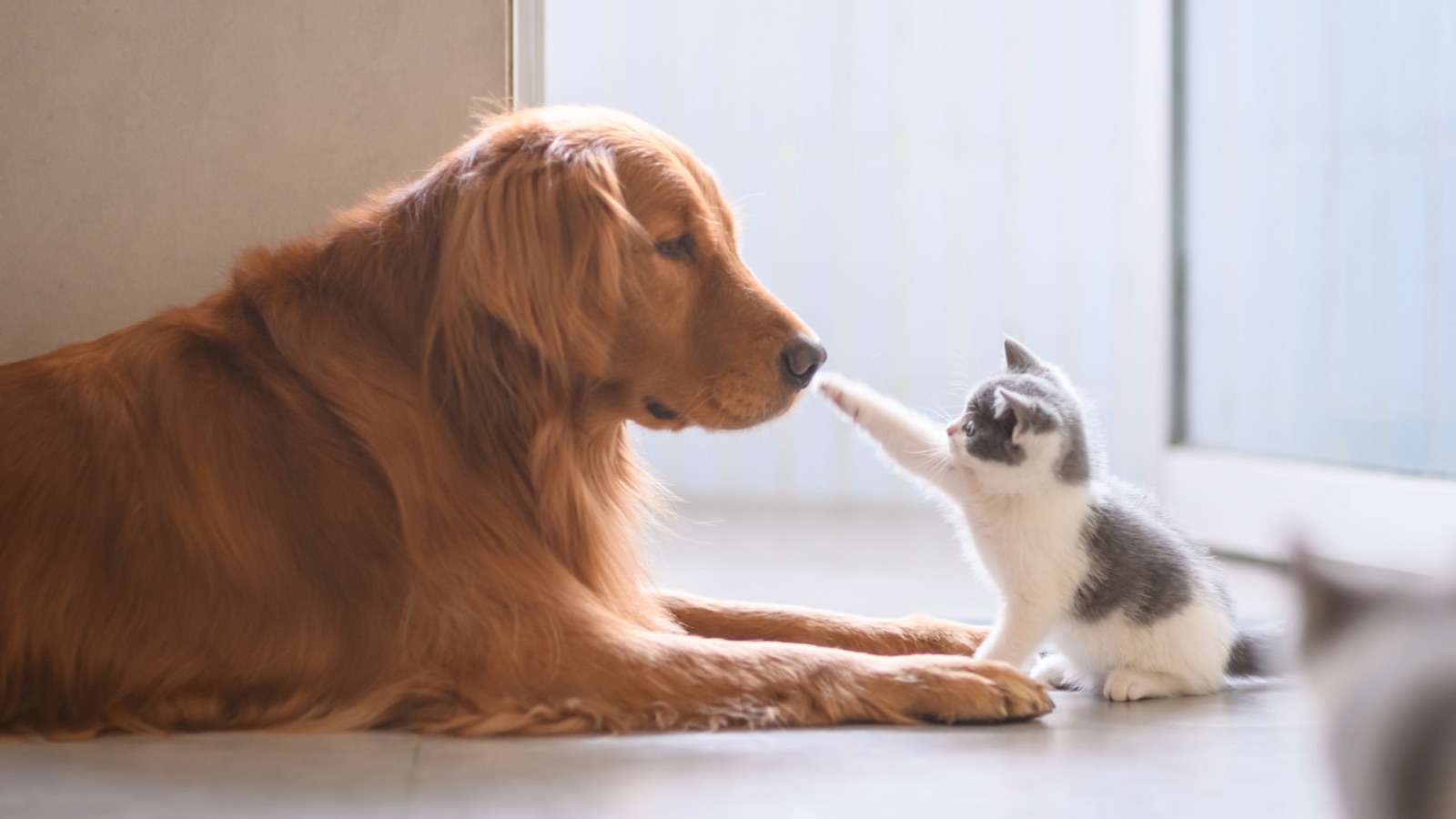 Golden retriever and kitten playing together at home